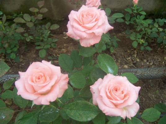 戴安娜（蔷薇科蔷薇属月季栽培品种）