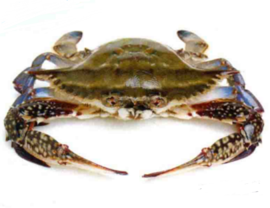 三疣梭子蟹（十足目梭子蟹科动物）