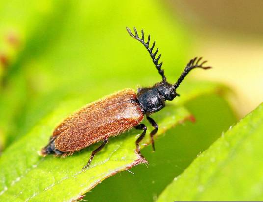 甲虫（鞘翅目昆虫的统称）