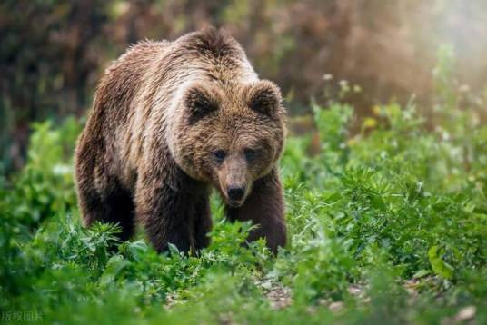 熊（食肉目熊科动物的统称）