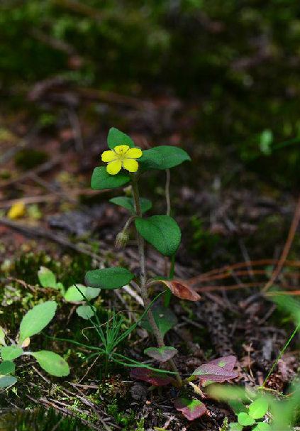 小茄（中药名）