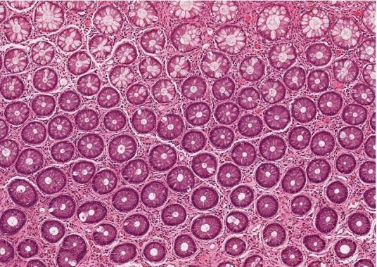 组织（生物学术语）