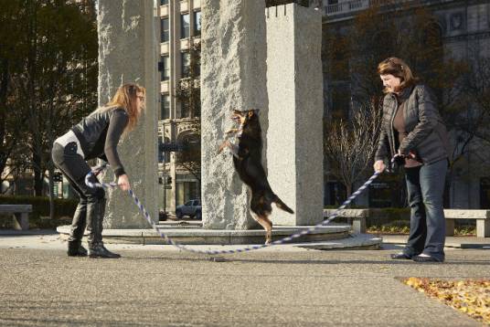 杰罗尼莫（边境牧羊犬）