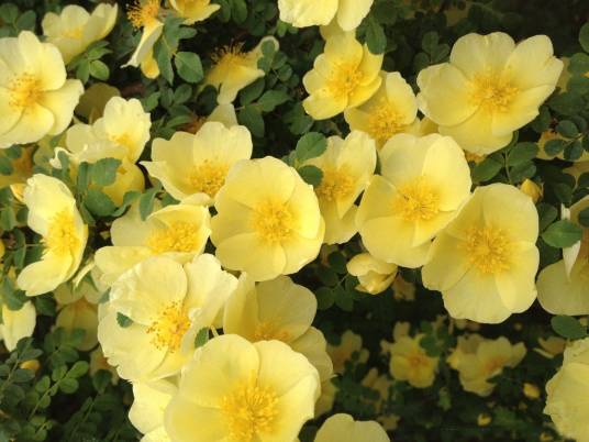 天河石（蔷薇科蔷薇属植物）