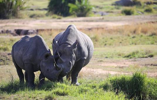 非洲黑犀牛