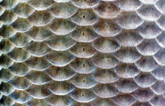 鱼鳞（鱼的皮肤保护层）