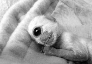 独眼猫（宠物猫）