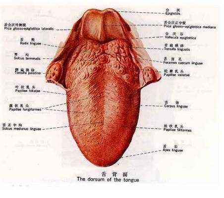 舌（人体器官）