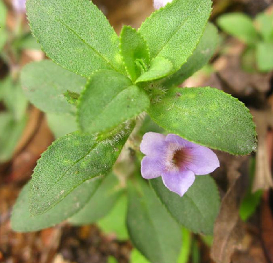 水芙蓉（中药）