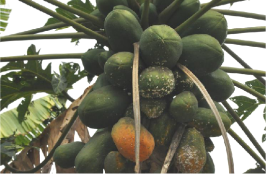 番木瓜（中药）