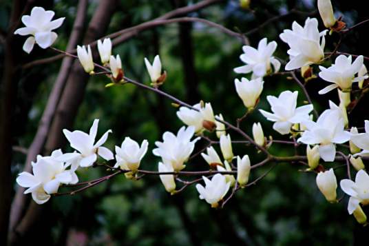 望春花（植物）