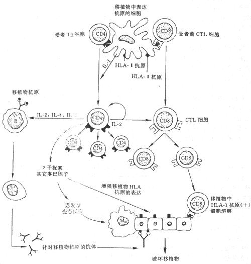 移植物抗宿主反应