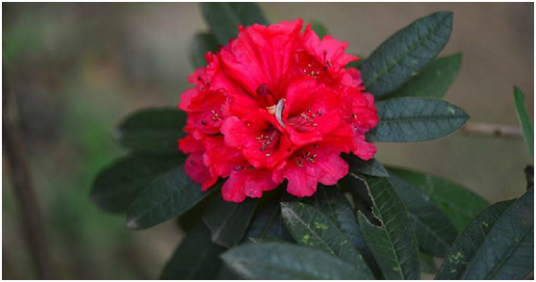 马缨花（中药材）