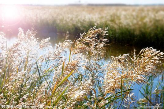 芦苇荡（陕西省渭南市合阳县的洽川风景名胜区）