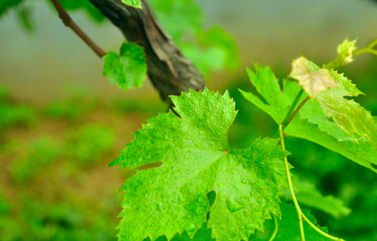 树叶（树进行光合作用的部位）