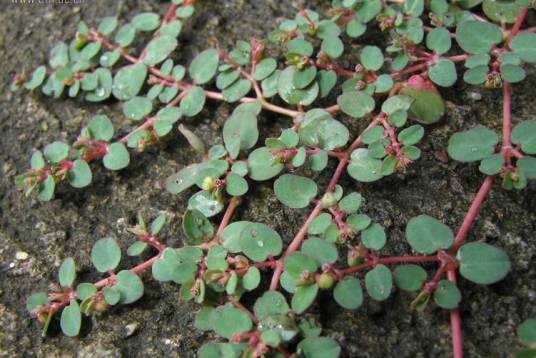 地锦草（中药）