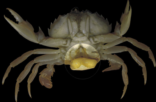 蟹奴（节肢动物门蔓足纲动物）