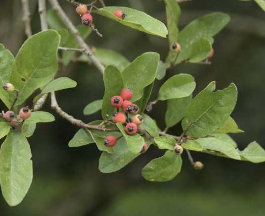牛筋条（蔷薇科牛筋条属植物）