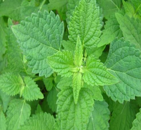 冬凌草（中药）