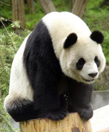 林阳（2001年出生的雄性大熊猫）