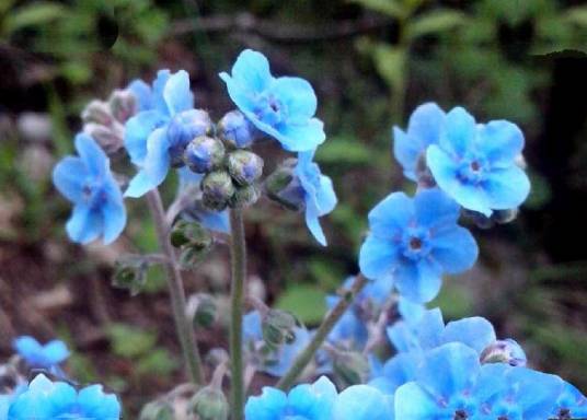 倒提壶（紫草科琉璃草属植物）