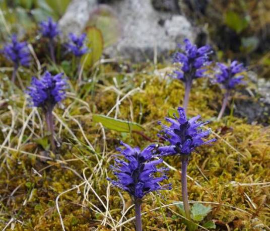 胡黄连（车前科胡黄莲属植物）