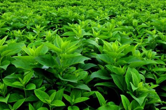 玄参（玄参科玄参属植物）