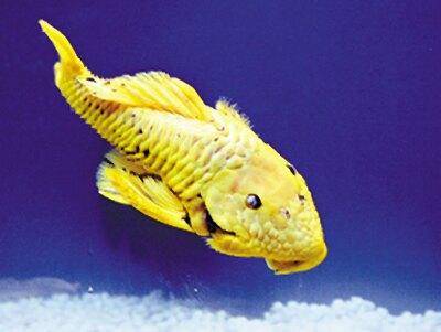 黄金鱼（动物物种）