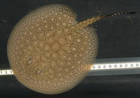 魟（鳐目的软骨鱼）