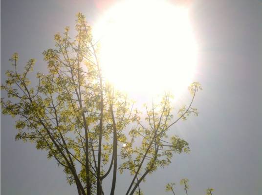 迟日（中国汉语词语）