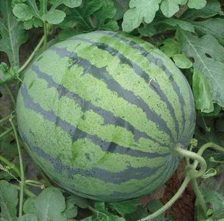 香秀（水果品种）