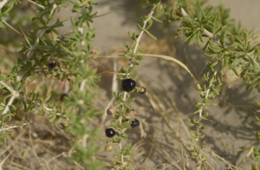黑果枸杞（茄科枸杞属植物）