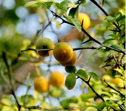 枳（芸香科柑橘属植物）