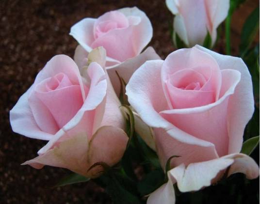 粉佳人（植物）