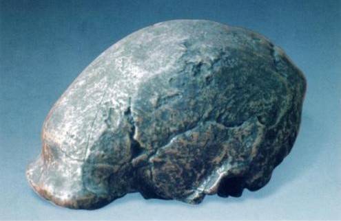 北京人头盖骨化石