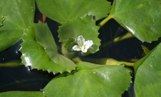 菱（菱科菱属植物）