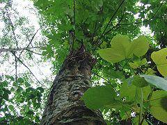 油桐子（植物）