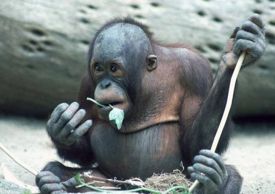 猿（灵长目人猿总科动物通称）