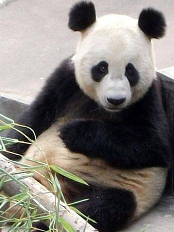 洋洋（即跷远，生于野外的雌性大熊猫）