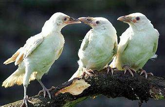 白鸦（小说《人骨拼图》中的动物）