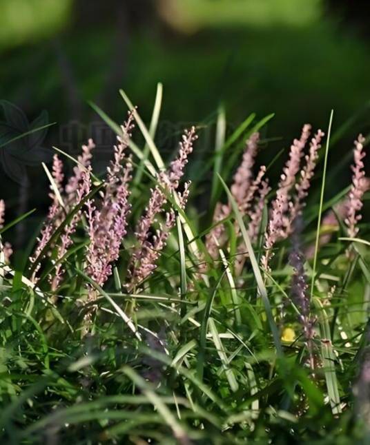 麦门冬（植物）