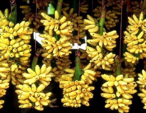 黄叶病热带第4型