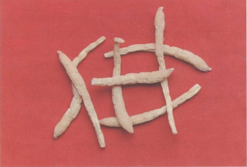 五爪龙（桑科粗叶榕根或枝条（中药））