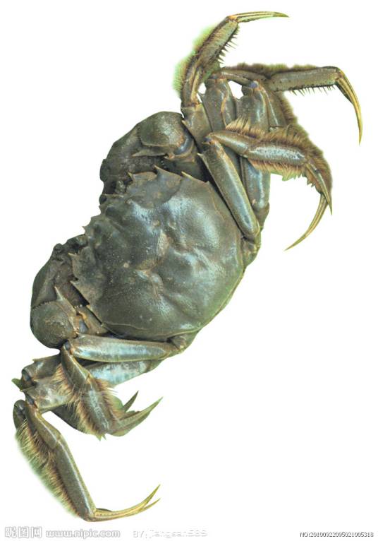 河蟹（甲壳纲动物）