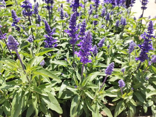 花朵（植物构造）