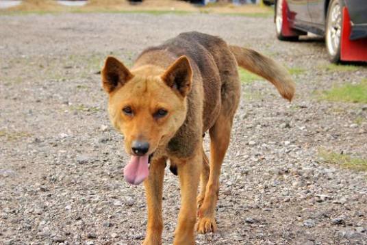 流浪犬（没有固定人类主人的犬）