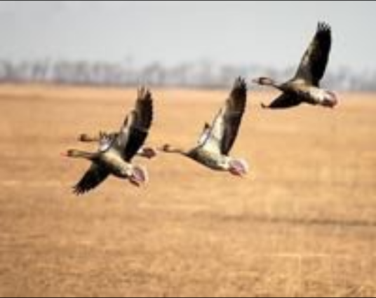 雁（鸭科雁亚科下的动物统称）