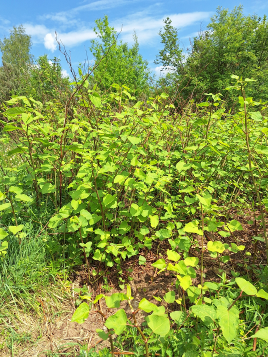 虎杖（蓼科虎杖属植物）