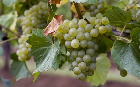 Chardonnay 霞多丽