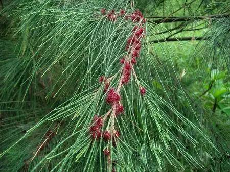 木麻黄（中药材）